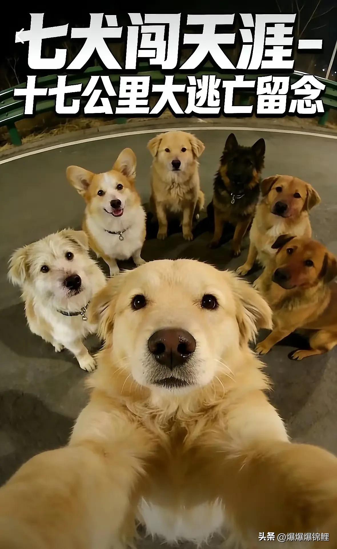 刚刷到长春这档子事，看完心里真不是个滋味。

同村的7只狗，硬是被偷狗贼给一锅端