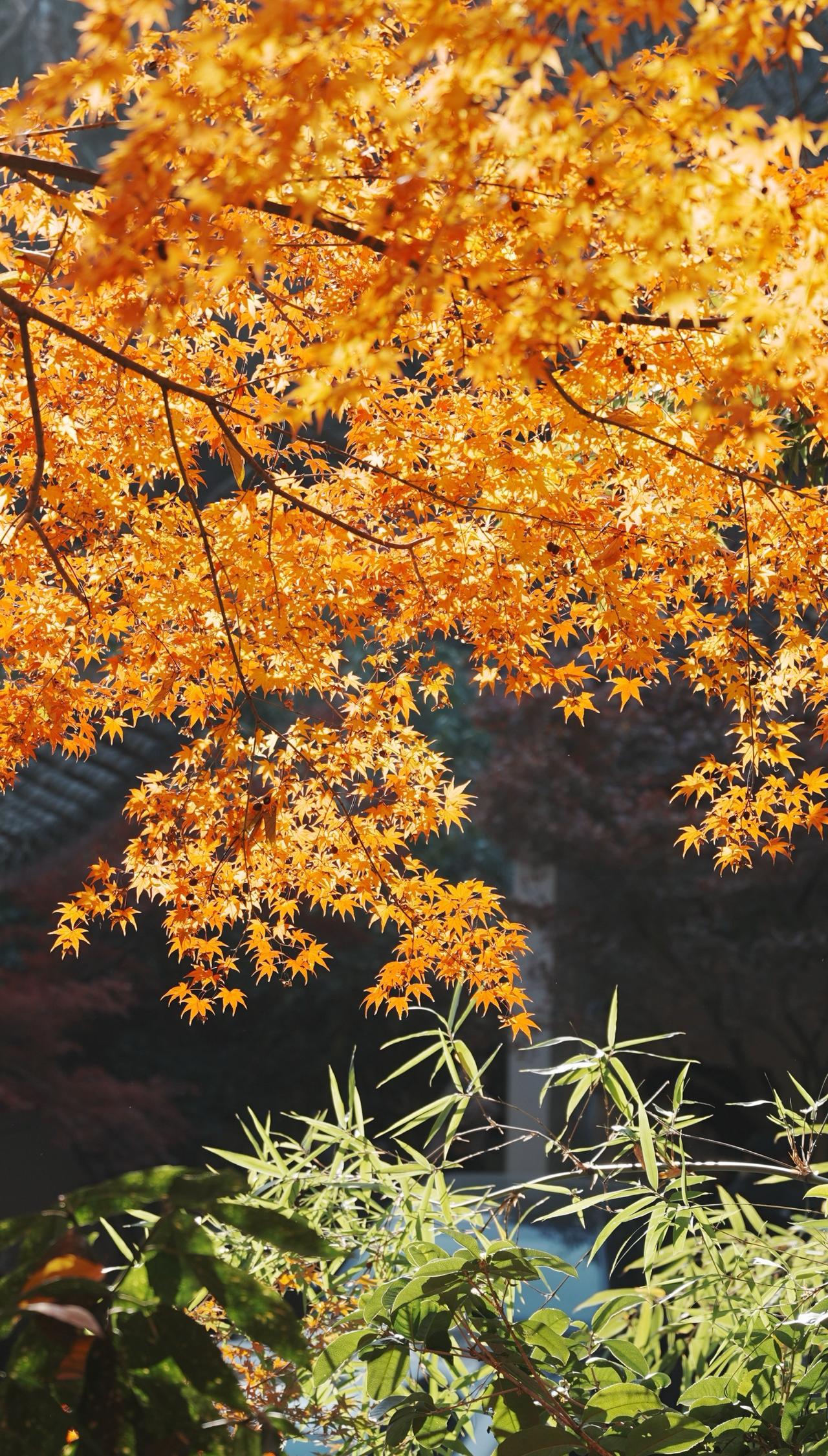 漫步林间秋色中
📍杭州 虎跑公园
不如去看一棵树趣享城市好秋光
秋天的虎跑，你