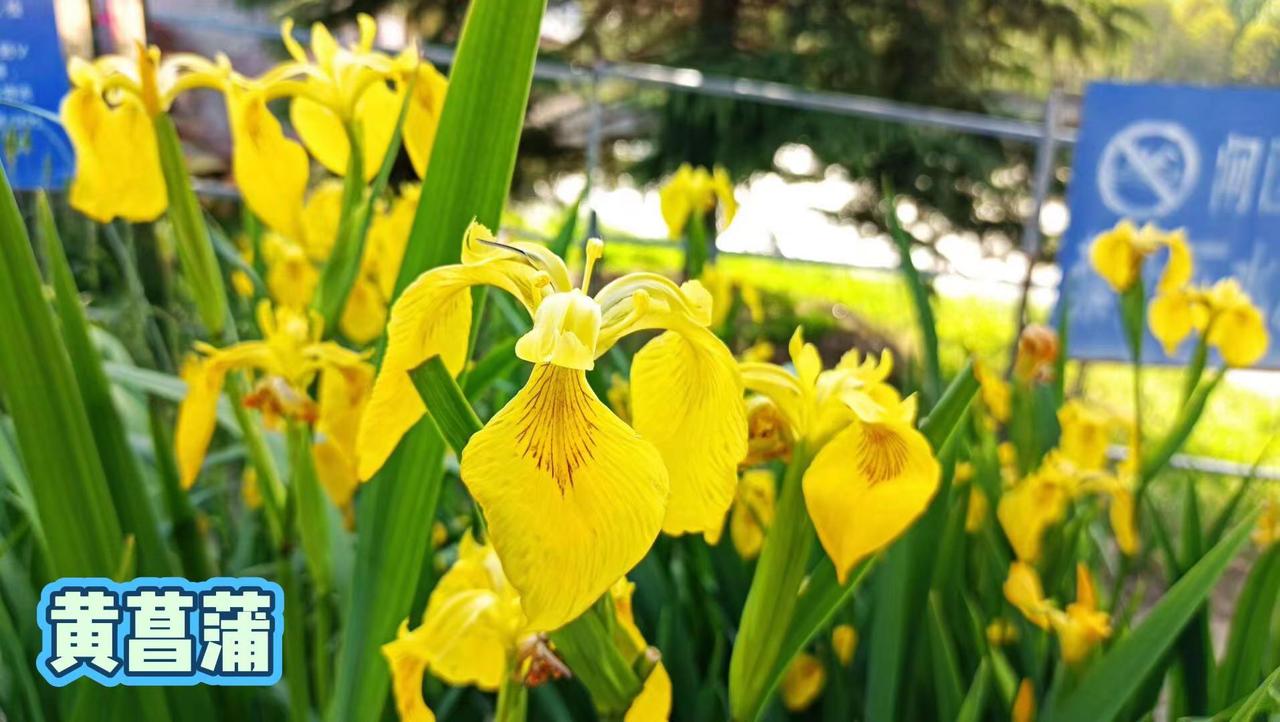 我看过的夏邑县的花就这些了！
