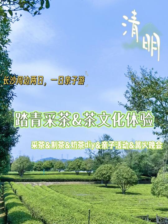 长沙周边｜🍃春日去采茶啦✨还有超多活动