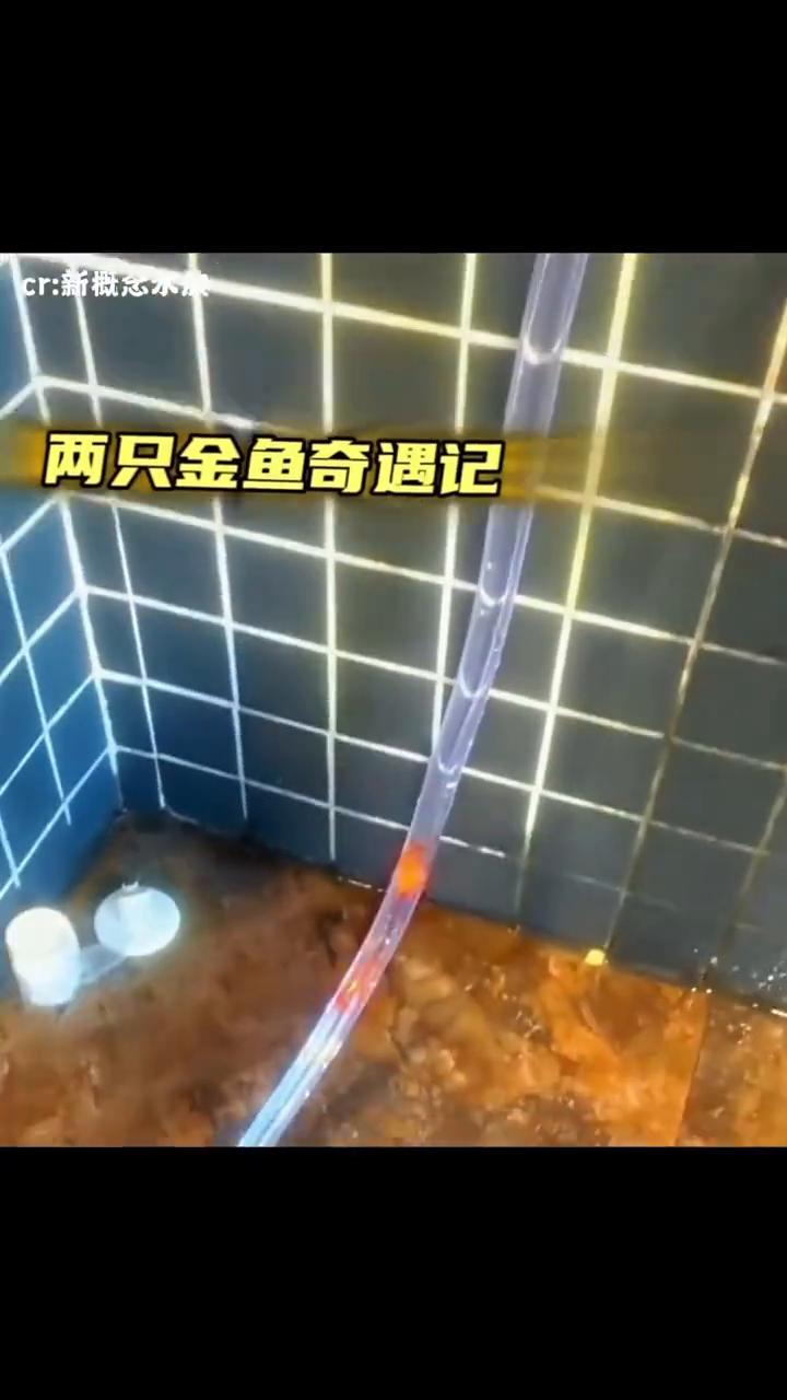 觉得压力大的可以看下这两条金鱼，也是没想到这辈子还能看到鱼坐过山车。刷到网友突发