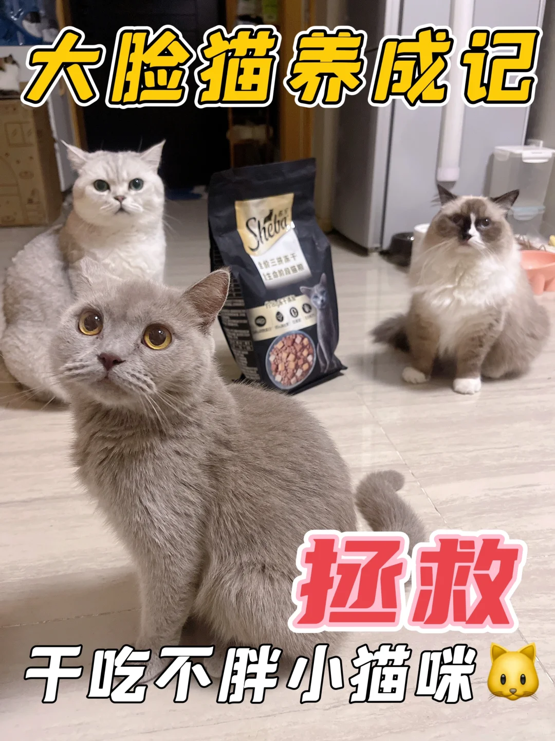 拯救干吃不胖小猫咪！！