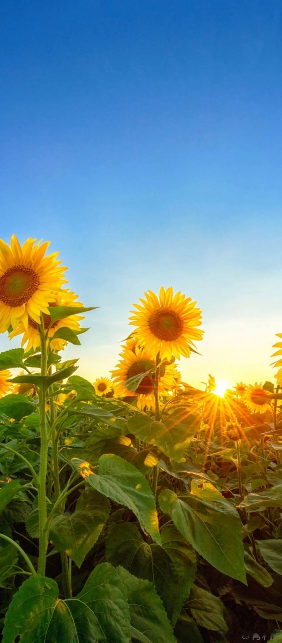 要知道，倘若孩子能超越自己，实现一代更比一代强，那你无疑就是人生的真正赢家。正所