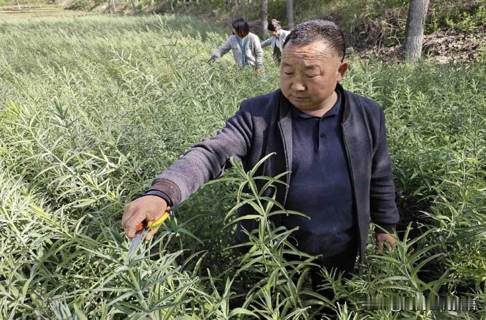 冠云山村利用自身得天独厚的自然资源发展黄精种植，这眼光真是独到！就像泰安，那里四