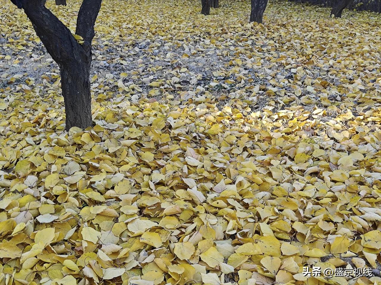 漫步街头总是能遇到惊喜，深秋时节，这没人清扫的金黄落叶，美的让我驻足[微笑][强