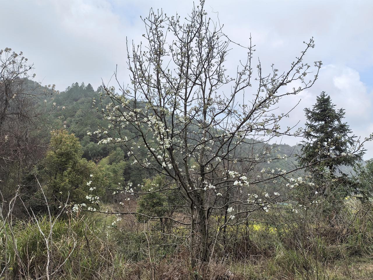 幸有我来山未孤
周末例骑，小爬一下郭璞峰[可爱]
回来却发现
右小腿肚子扯痛[捂