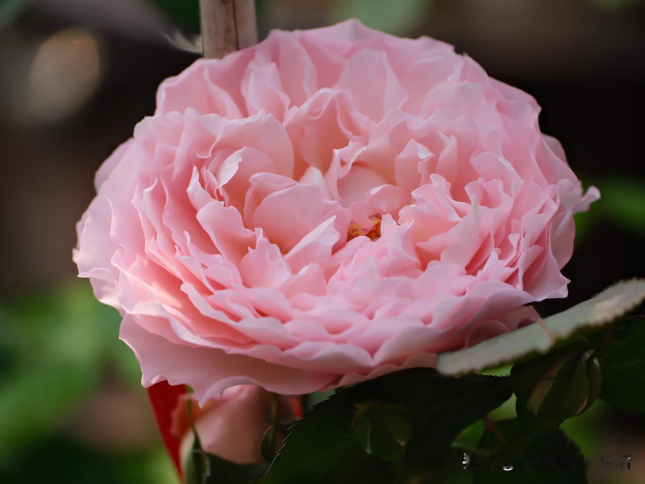 识情盛开两朵，有一丝牡丹的雍容温柔感。罗伊永远是八分开的含蓄，恰似古典美女的雅致