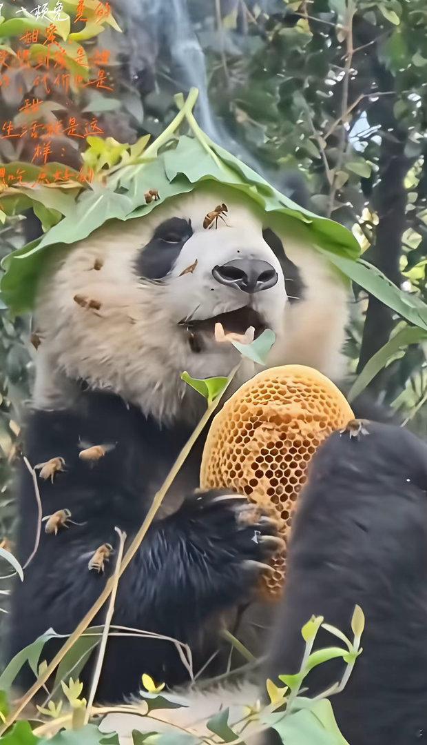 今儿这蜜甜是真的甜，甜的眼睛都睁不开了呢 