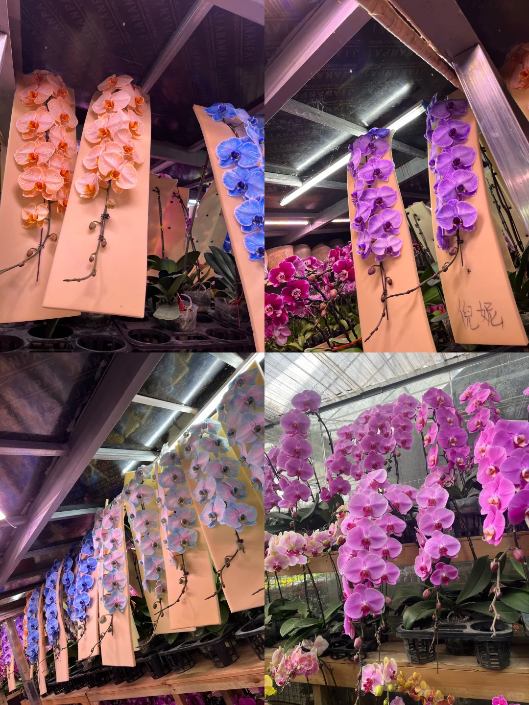 1280龙兰|可发深圳周边及香港