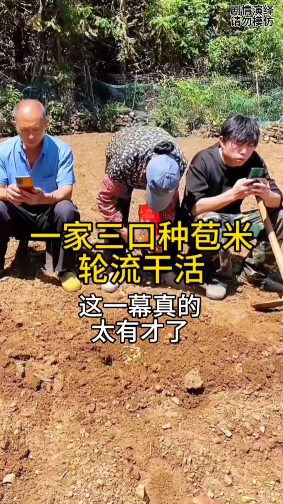 一家三口在种苞米，只见儿子拿着锄头挖坑，母亲拿起苞米种子放坑里，随后父亲起身用土