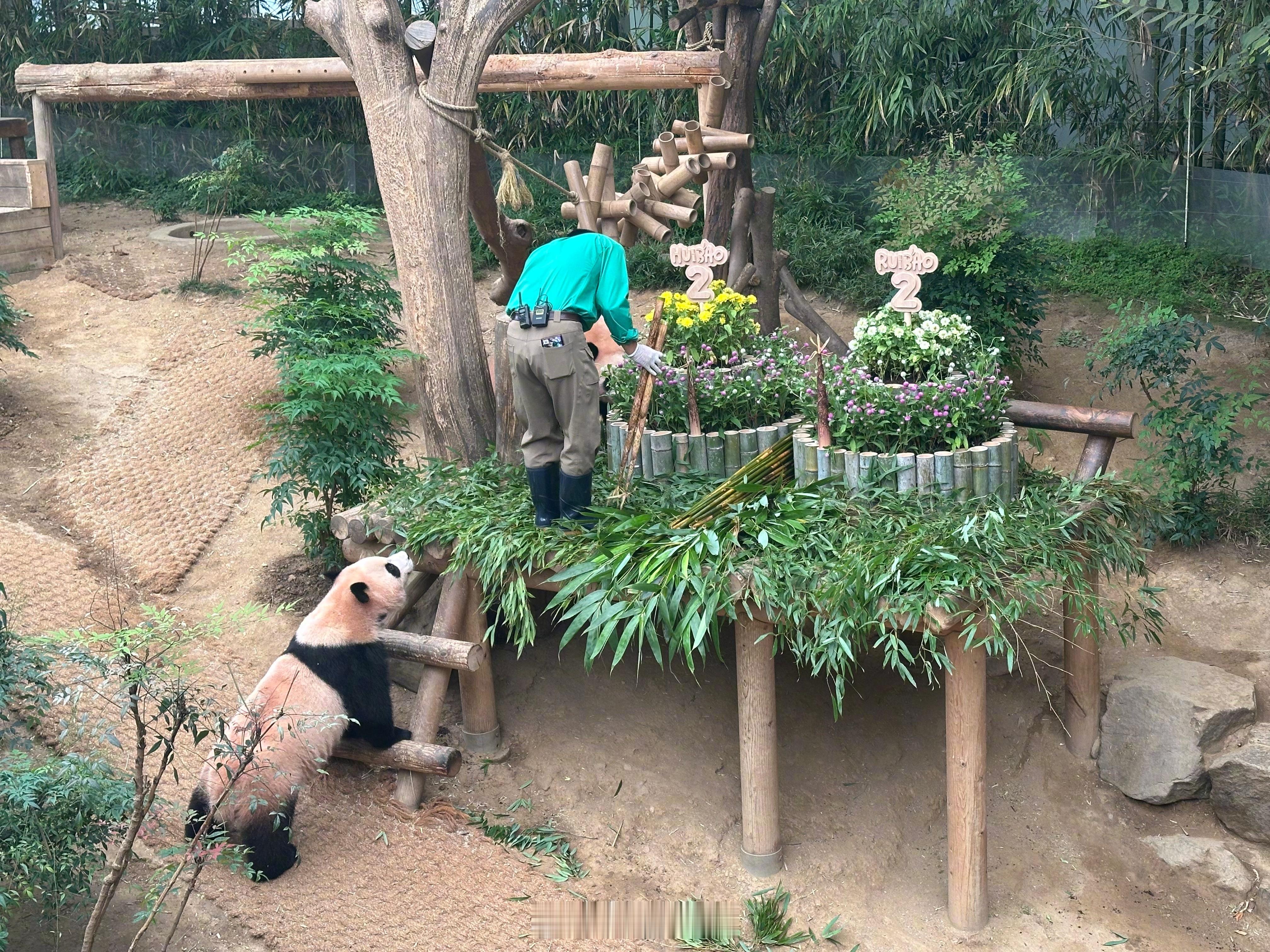 【福宝妹妹睿宝辉宝过2岁生日🎂】今天，旅韩大熊猫“乐宝”“爱宝”的双胞胎宝宝“