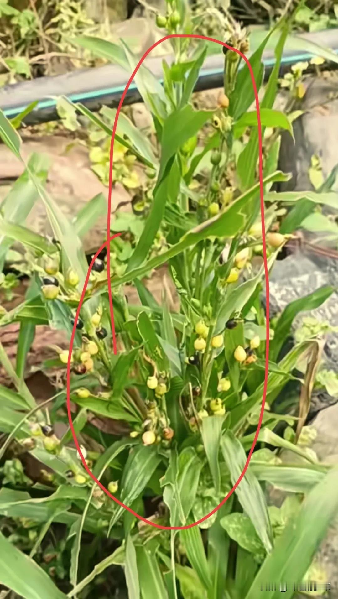 这种植物很少了，你小时候玩过它吗