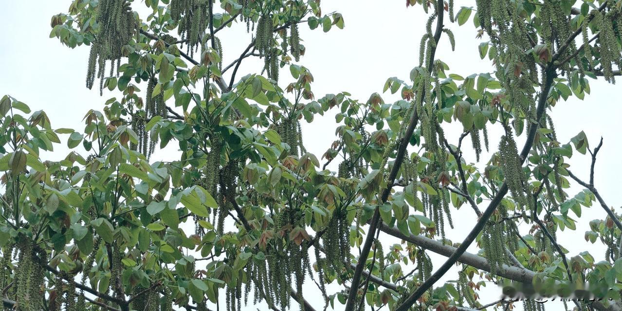 晒图笔记大赛您知道这是什么树开花了吗？我知道这是什么树，以前只看到它结果，这是第