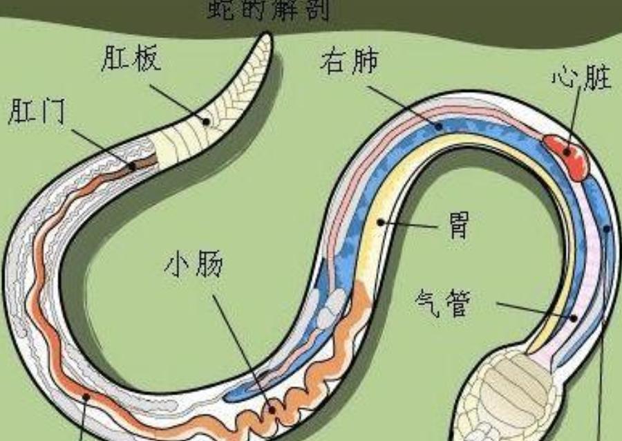 打蛇不打头！有很多人都不知道，野外遇到蛇不能去打头，不然就可能会让自己陷入危险当