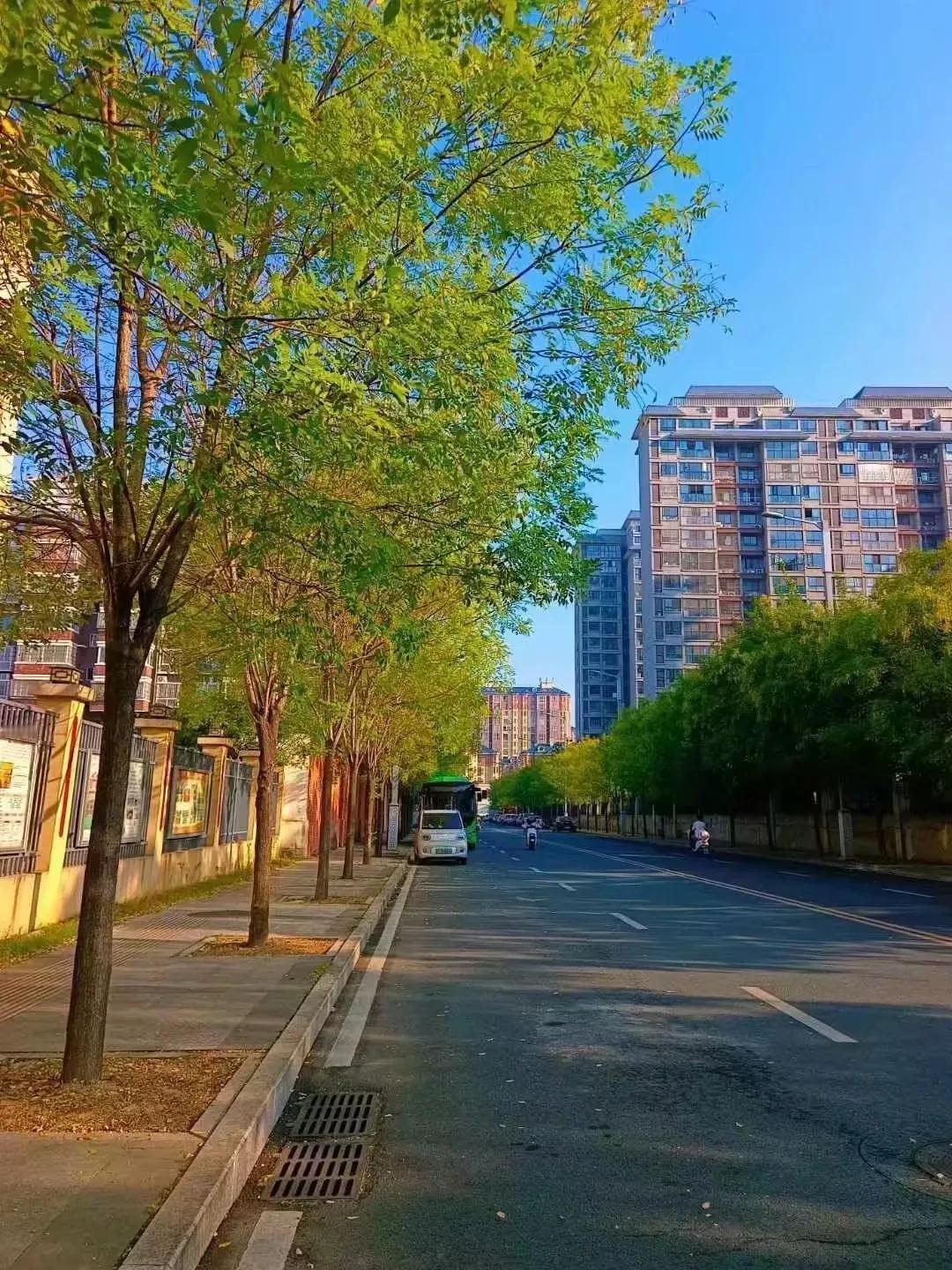 #可以分享一张秋景树叶的照片吗#秋天的树，静静地站在那里，与高楼一起构成了城市中