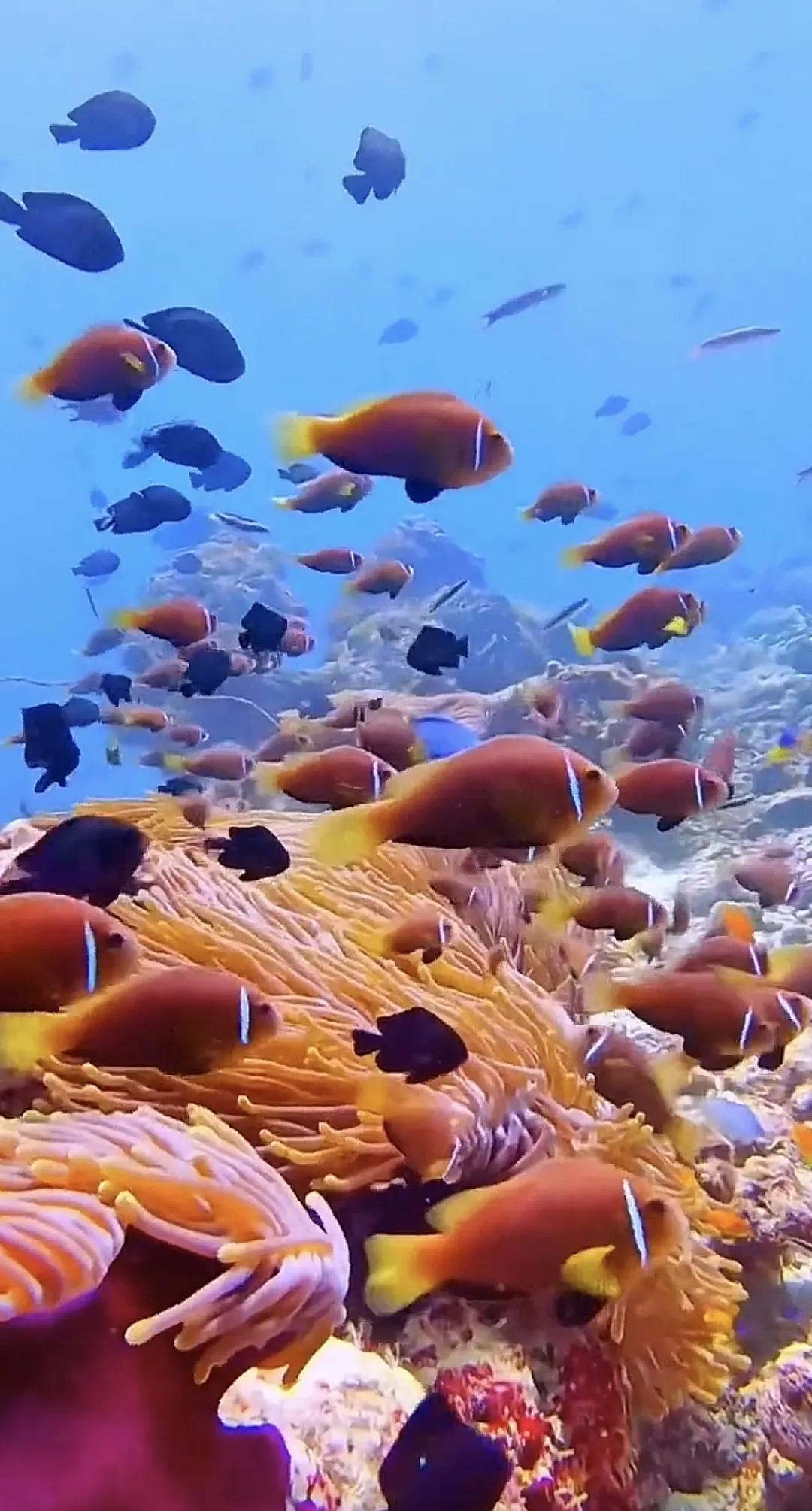 五彩缤纷的海底世界，潜水爱好者的天堂😍风景 海底世界 海底世界的風景 海底世界