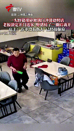 刷到咱吉林老家这条视频，真是又意外又吃惊。一头野猪猛地撞碎玻璃门，闯进烧烤店里乱