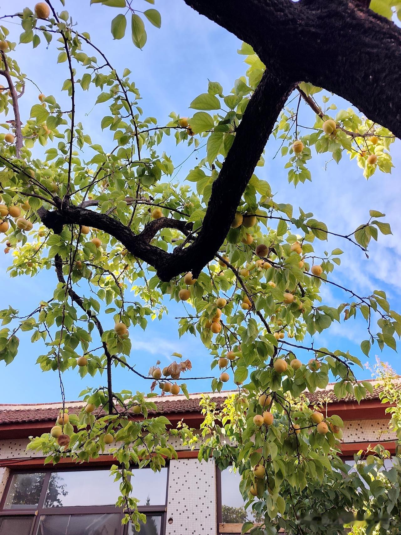 出去买饭
走着走着
看到一家大门开着
一树黄杏映入眼帘

遂被吸引走进院子
抬头