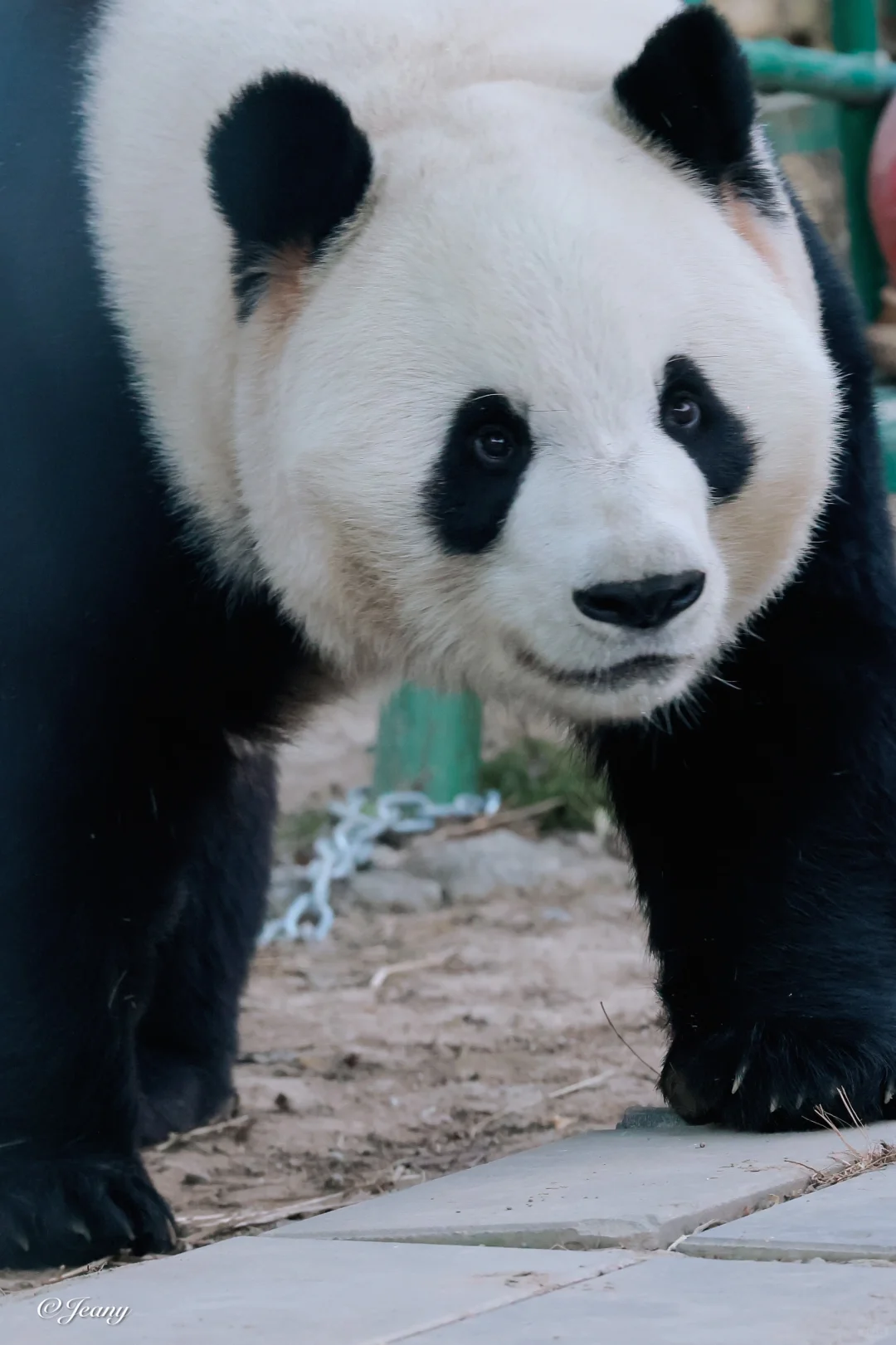 12.14萌兰🐼么么用脚丫挠朵朵小表情真可爱