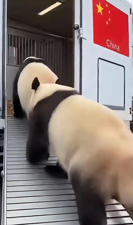 1月27日中午，东京上野动物园门口，贴着五星红旗的集装箱卡车缓缓驶出。车里装的不