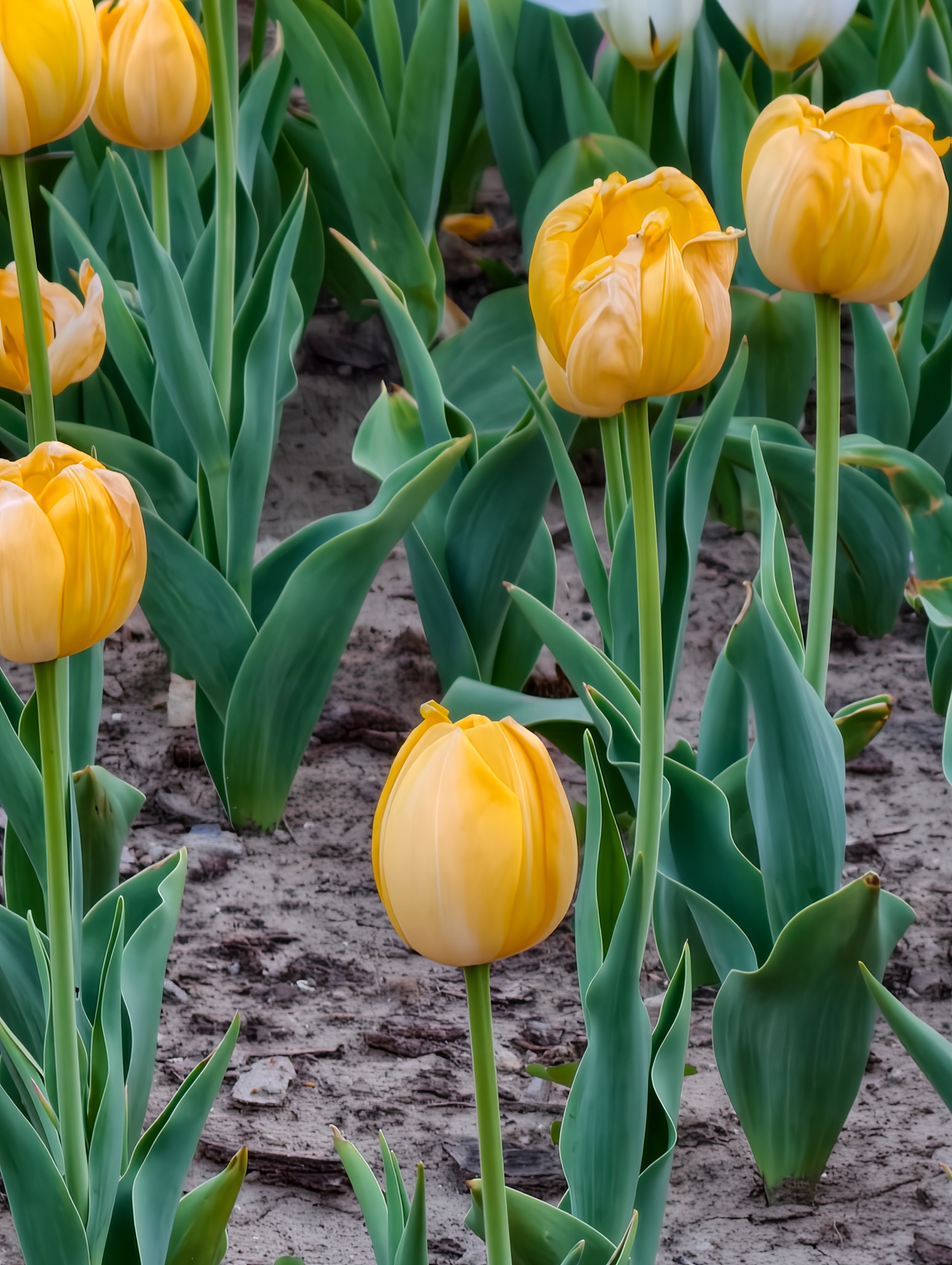 最近多了一些生活天津郁金香都开了最近文旅确实上大分 天津