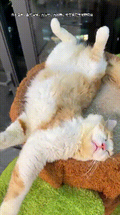 谁家小馋猫居然偷偷品酒！网友家的橘猫胆子超大，趁人不注意，偷舔喝起了主人的茅台。