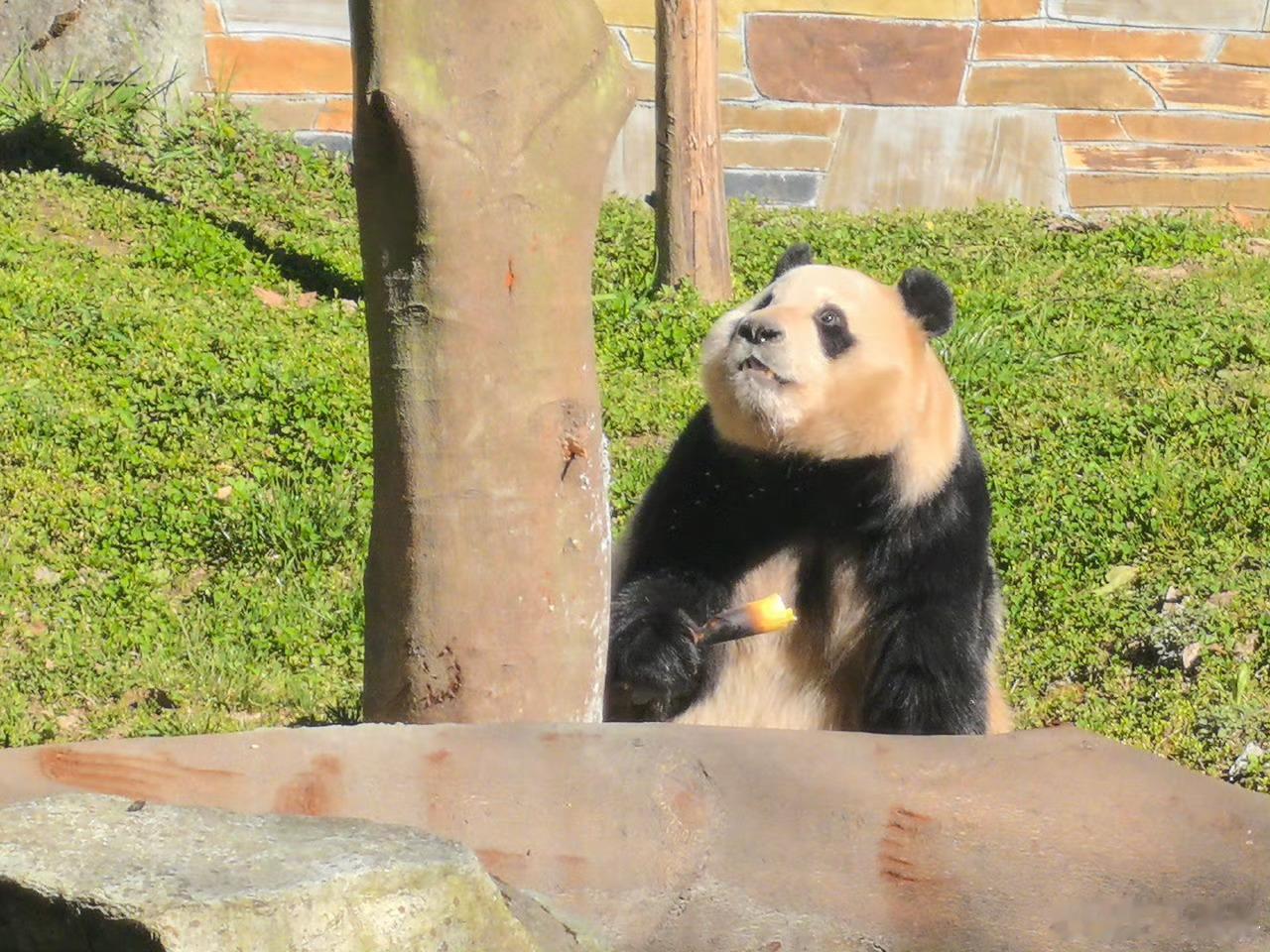 福宝去年异常抖动后已静养100多天福猪猪变棕色的啦，也好可爱哈哈哈哈哈 ​​​