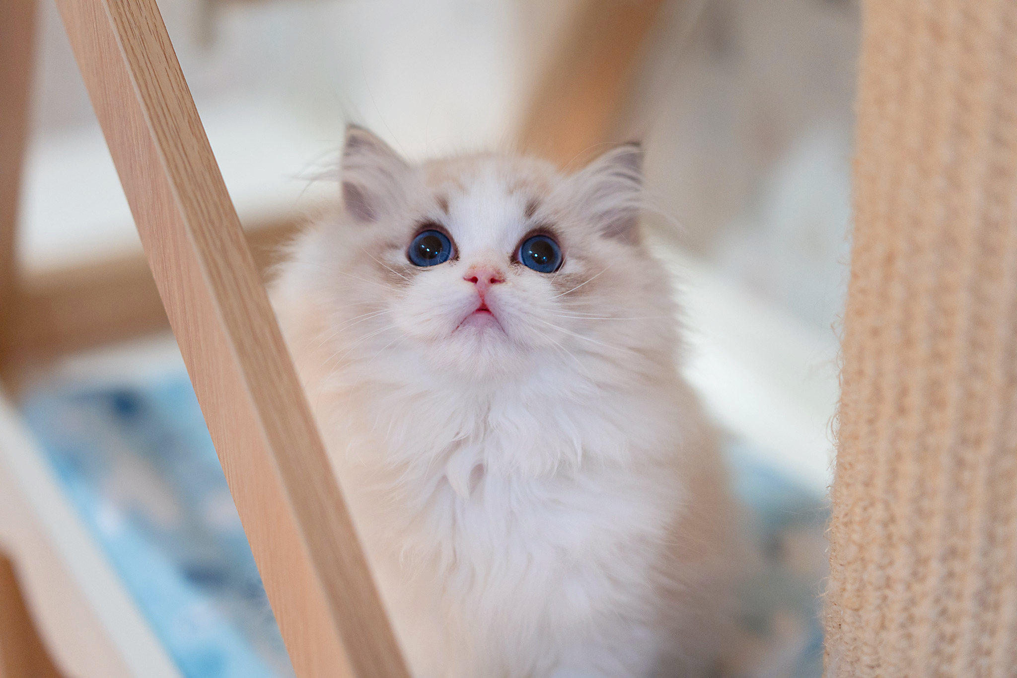 小宝煎❤️繁育就是一年比一年出更惊艳的小猫才有意义 ​​​