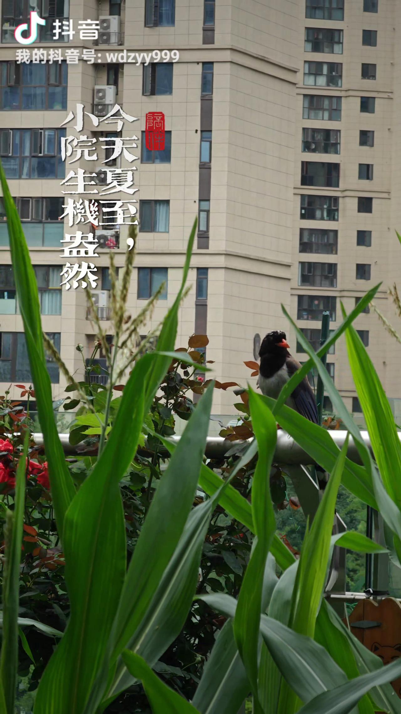 我家的空中菜园儿，
天天都有喜鹊来串门！
 
住在城区中心，幸运的拥有一方田园。