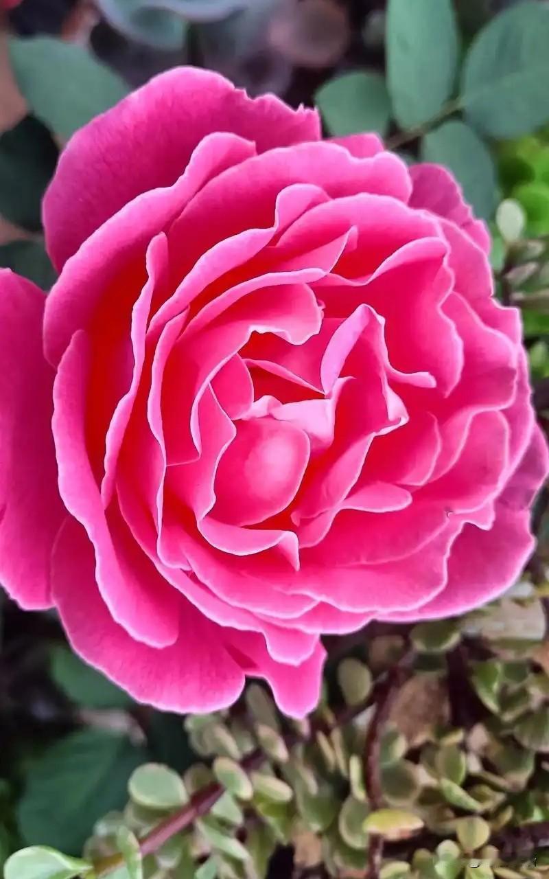 ＃唯唯有牡丹真国色