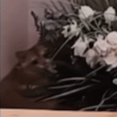 邓佳鑫 🐱多多佳鑫 🐱邓佳鑫敷尔佳品牌活力大使 果然谁养的像谁，小十九呆呆萌
