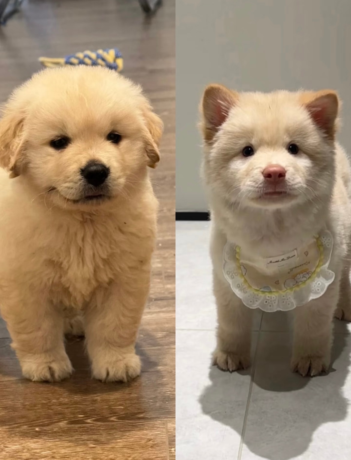 我一眼就认出来了这是我哥宝 ​​​