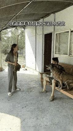 狗狗你偏心的厉害，接下来有好果子吃了[捂脸][捂脸][捂脸]狗狗 狗狗搞怪名场面