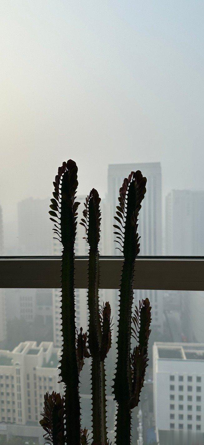 今天早上重度雾霾，不能出门当街溜子了。室内站樁正当其时。一不小心站了四个小时。身