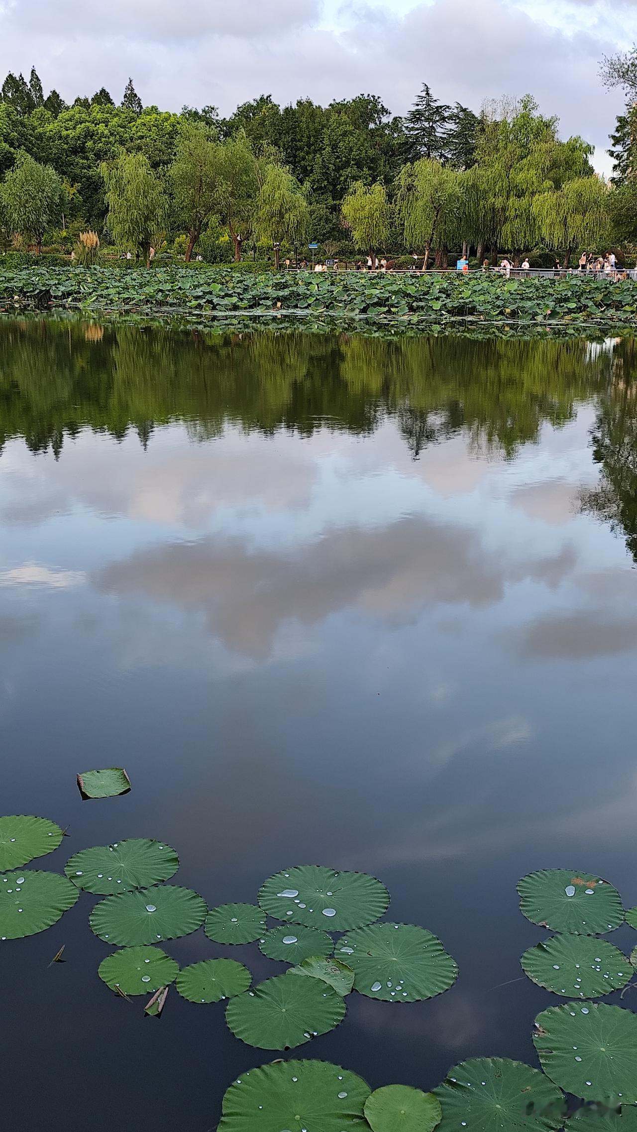 分享你随手拍的风景白云湖中行悠悠