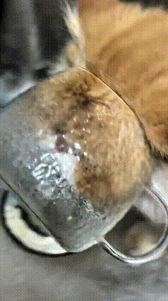 哈哈哈哈这个名场面我脑补出来了😂
估计小猫偷偷溜去厨房，一头扎进水池玩水，不知