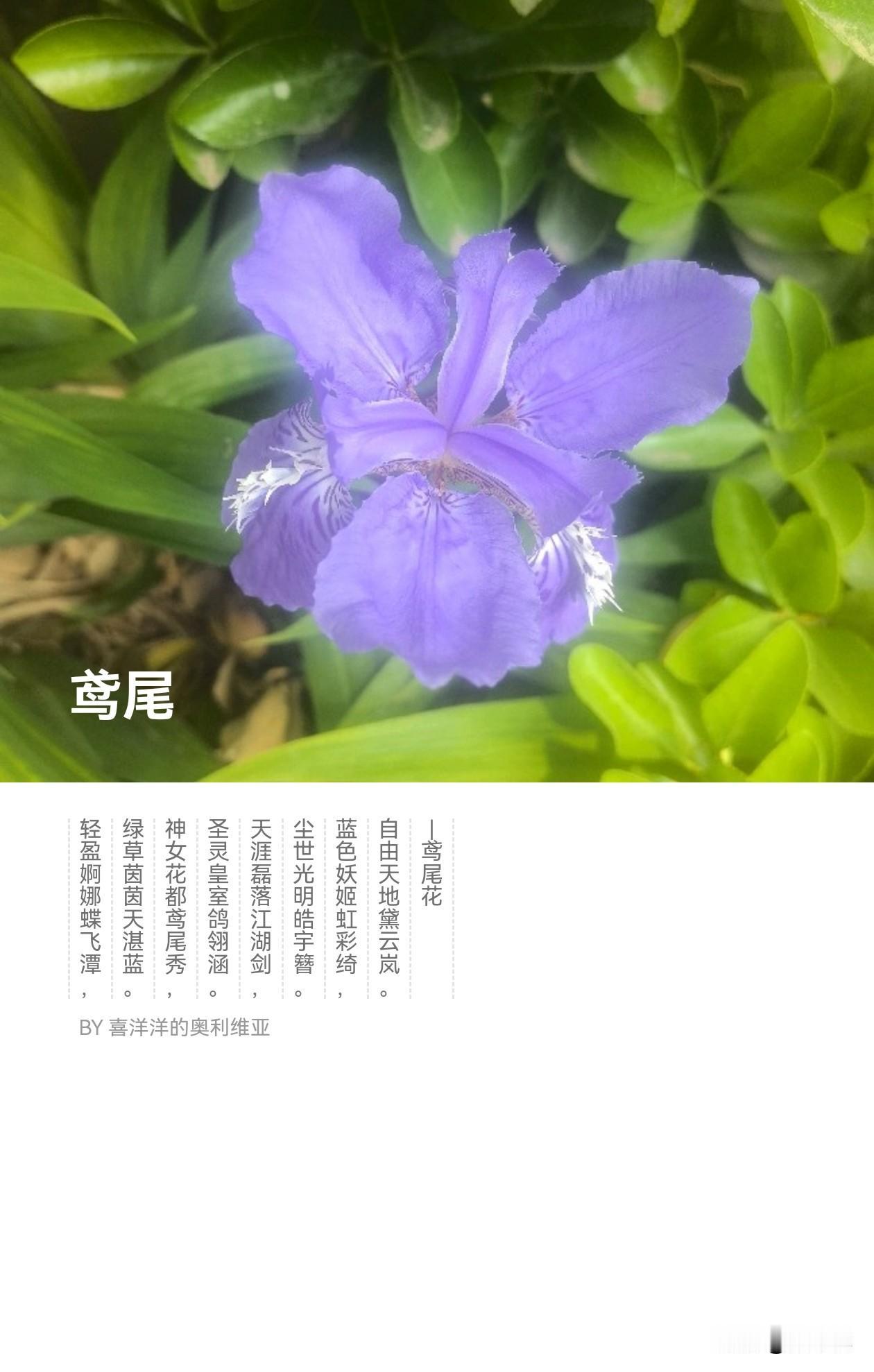 朝花夕逝！
每朵花寿命只有一天？

散步拍了一朵花

轻盈婀娜蝶飞潭，绿草茵茵天