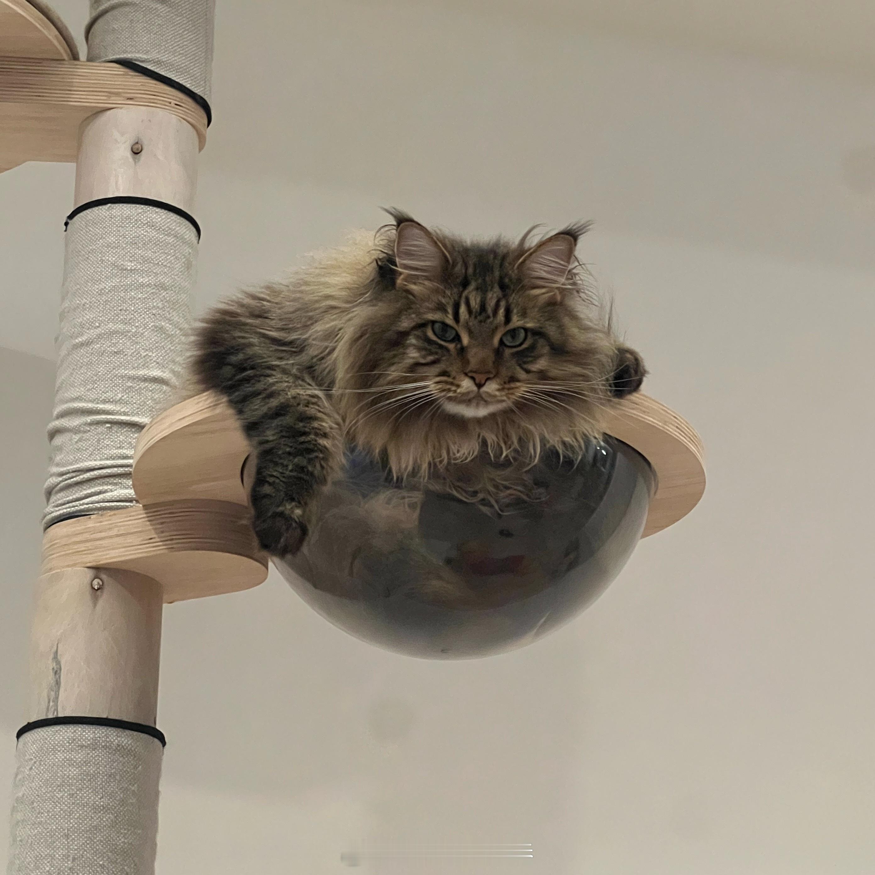 又是肝脚本的一天，没有任何好事发生，不值得分享。而我们猫老大又度过了优雅却不失霸