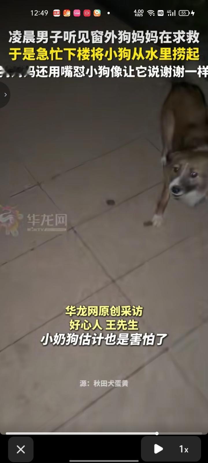 8月18日，河北石家庄。凌晨十二点，男子在窗外听见狗妈妈的叫声，以为有人虐待小狗