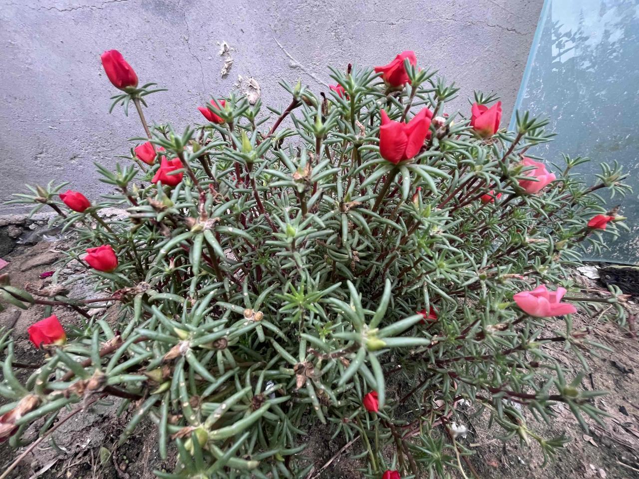 说说那些解释不清的事情

1、儿子是在告诉他自己现在很好？

老柳老年丧子，人生