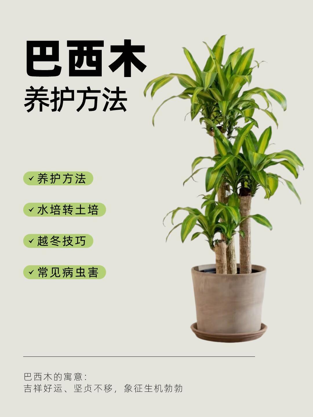 🌱巴西木｜懒人绿植天花板！一截木头也能养出高级感💧☀️

养巴西木真的别太勤