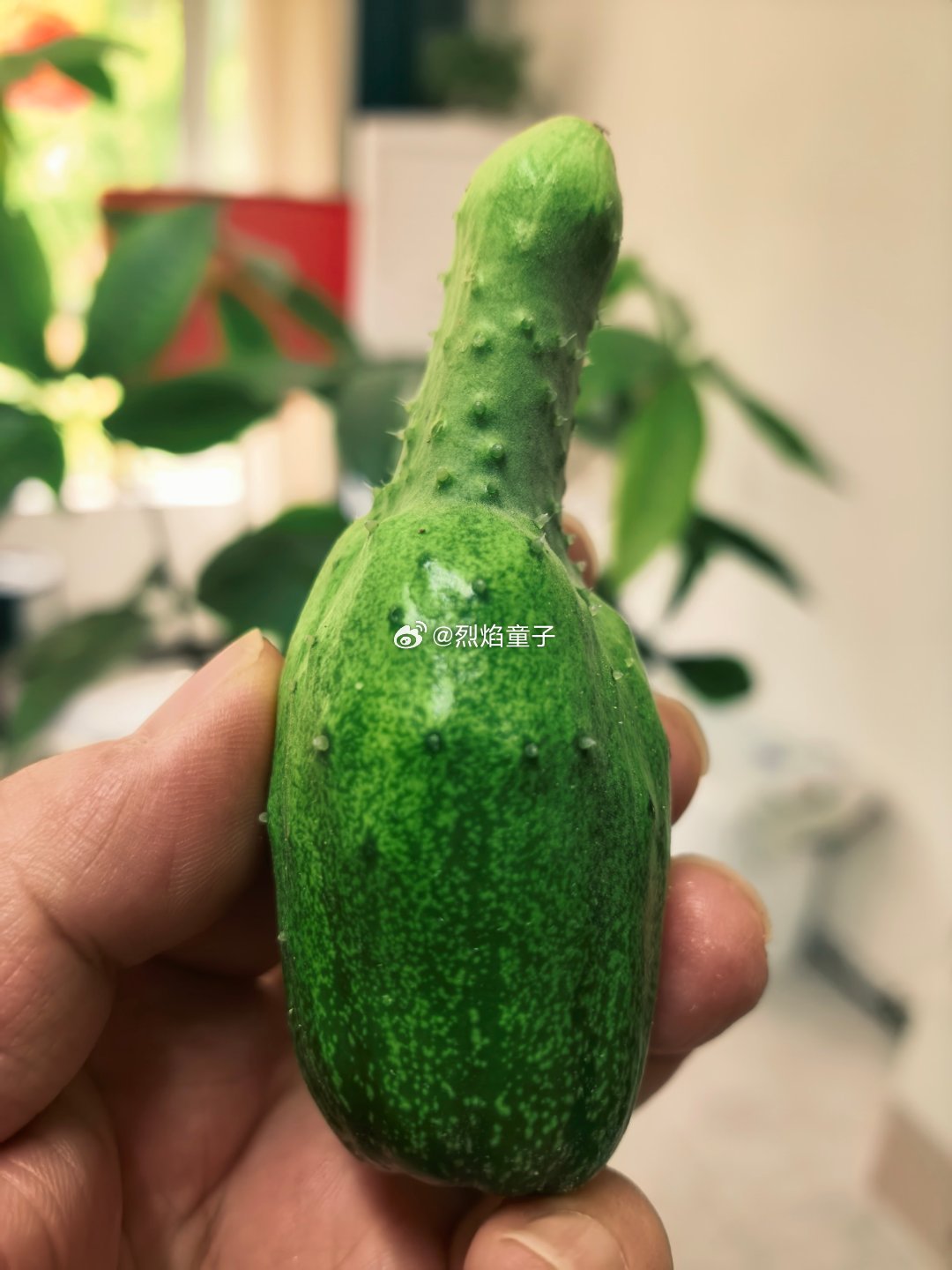 兄弟们姐妹们，我这黄瓜长的对吗