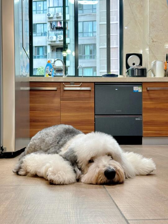 小狗有空，之前麻麻没空