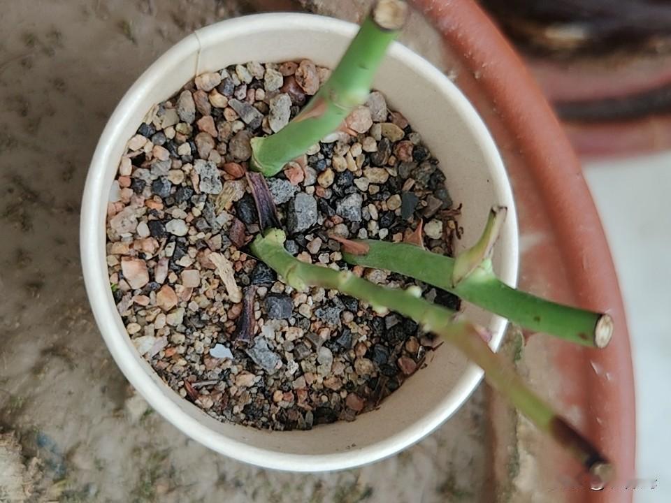 月季花扦插了好几天了，没什么动静，不知道还能不能成功生根发芽。扦插月季教程