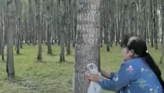 黑龙江一大妈23年前承包了360亩地，种了3万棵杨树，去年树长到粗20到40厘米