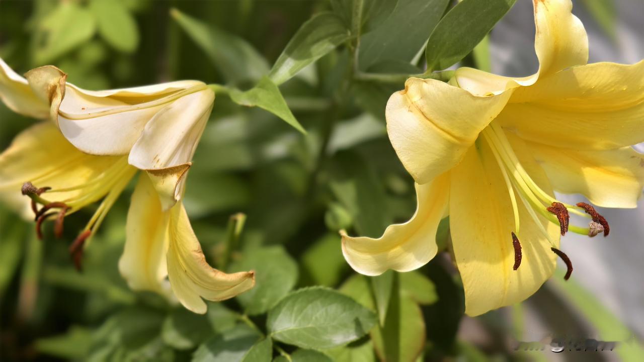 院子里的香水百合花开了！
热烈夏日，院子角落里群花落寞：
兰花彻底隐身，茉莉花悄