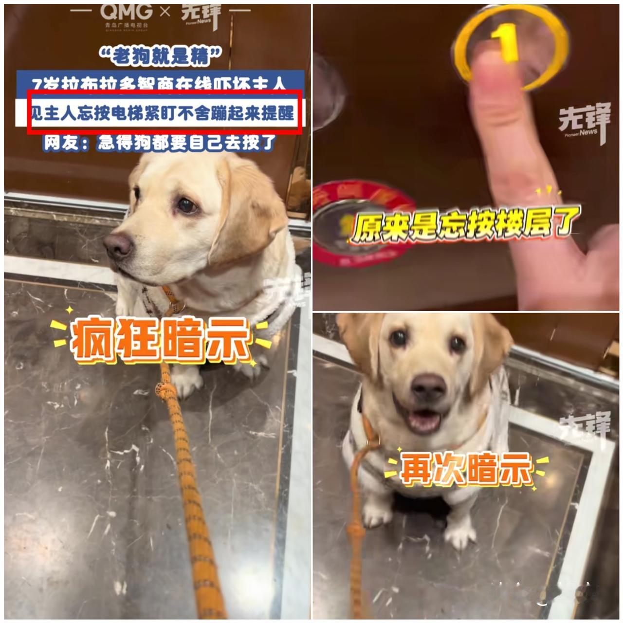 老狗就是精！

重庆女子带狗狗坐电梯，狗狗反常举动把主人吓一跳，真相出来又暖又好