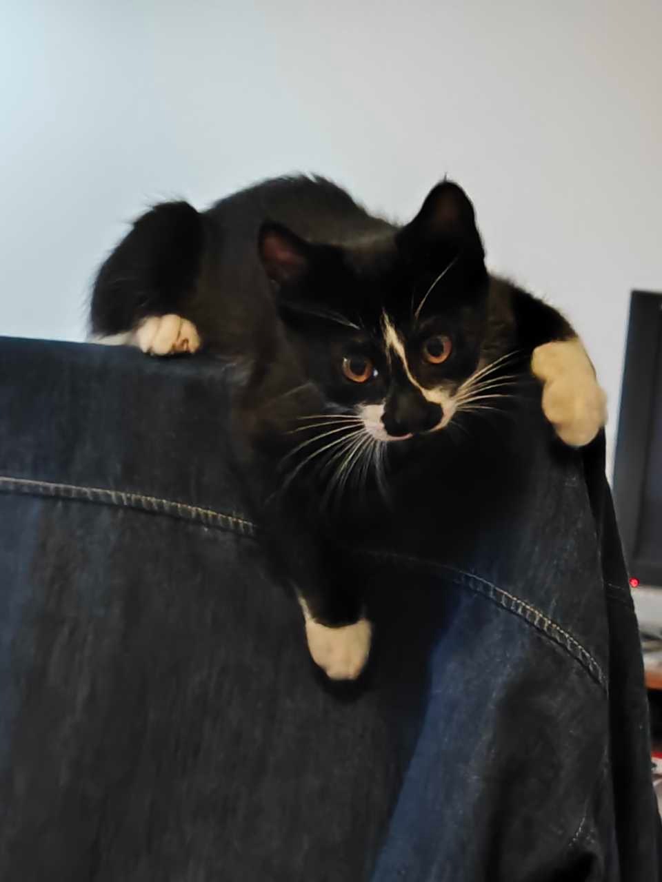 “来投这个斯拜德猫”daily奶牛猫 （投稿：） 