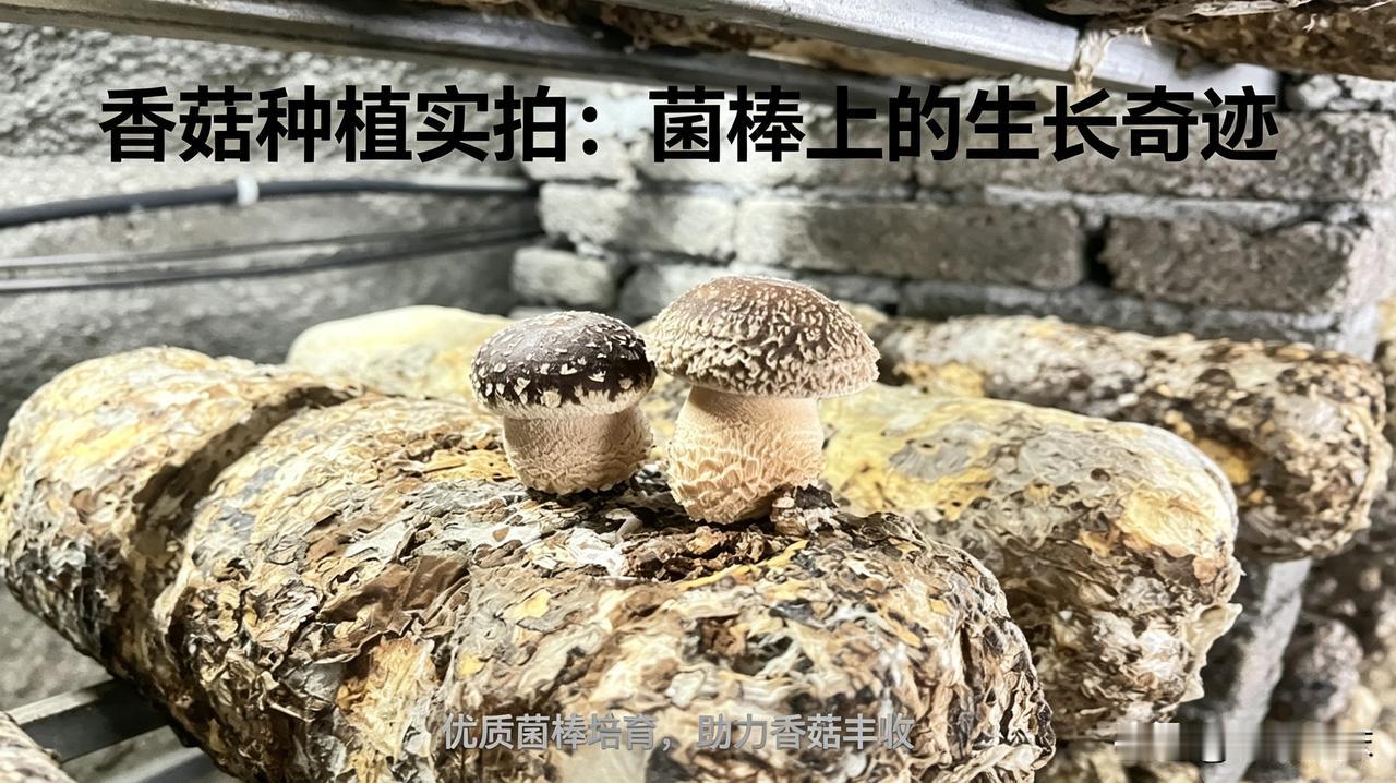 尧治河之行：有些力量，真的只可意会不可言传

文/襄阳小沫

这一次去尧治河
是