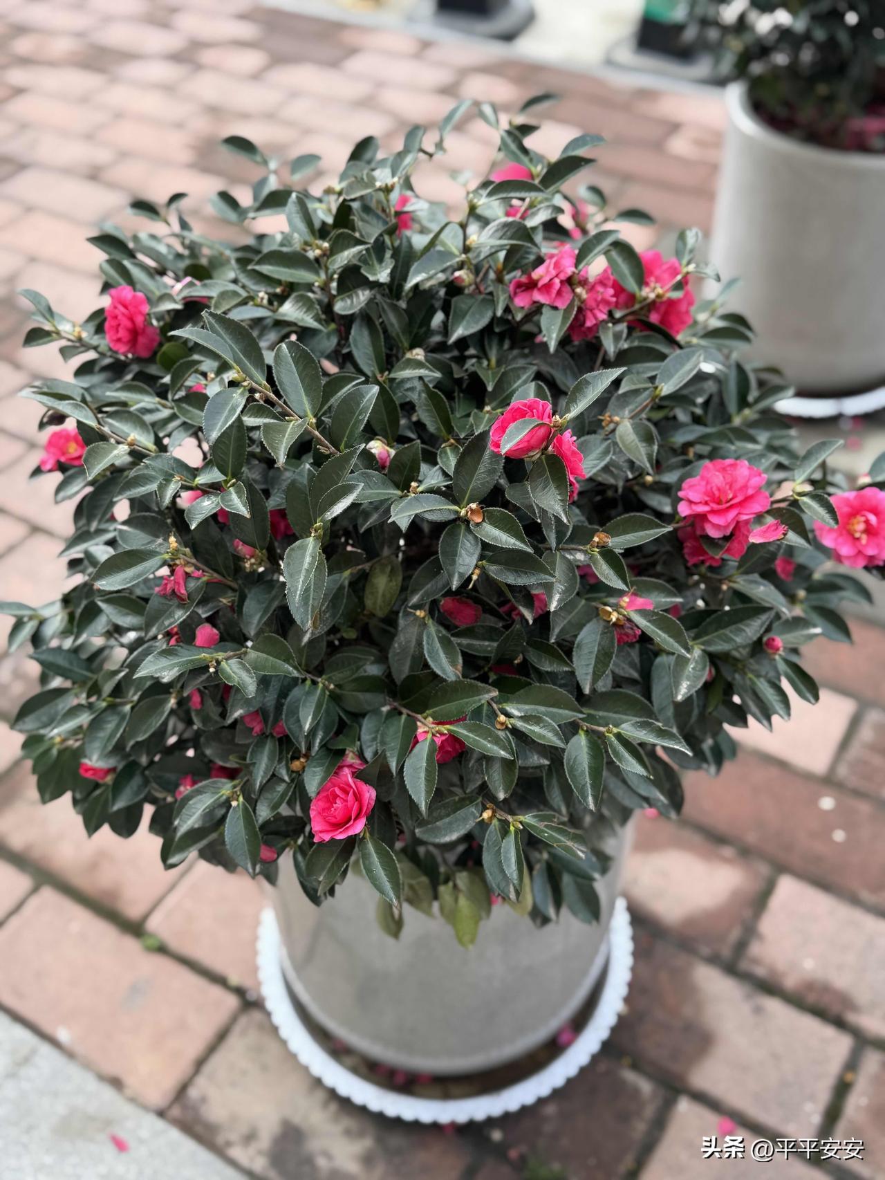 我想，人生最重要的，从来不是名利与财富，而是内心的安宁、善良的底色，以及被需要的